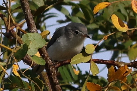 Blue-gray Gnatcatcher - ML635942001