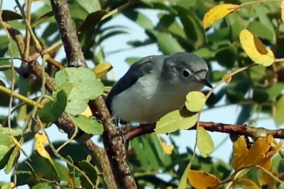 Blue-gray Gnatcatcher - ML635942002