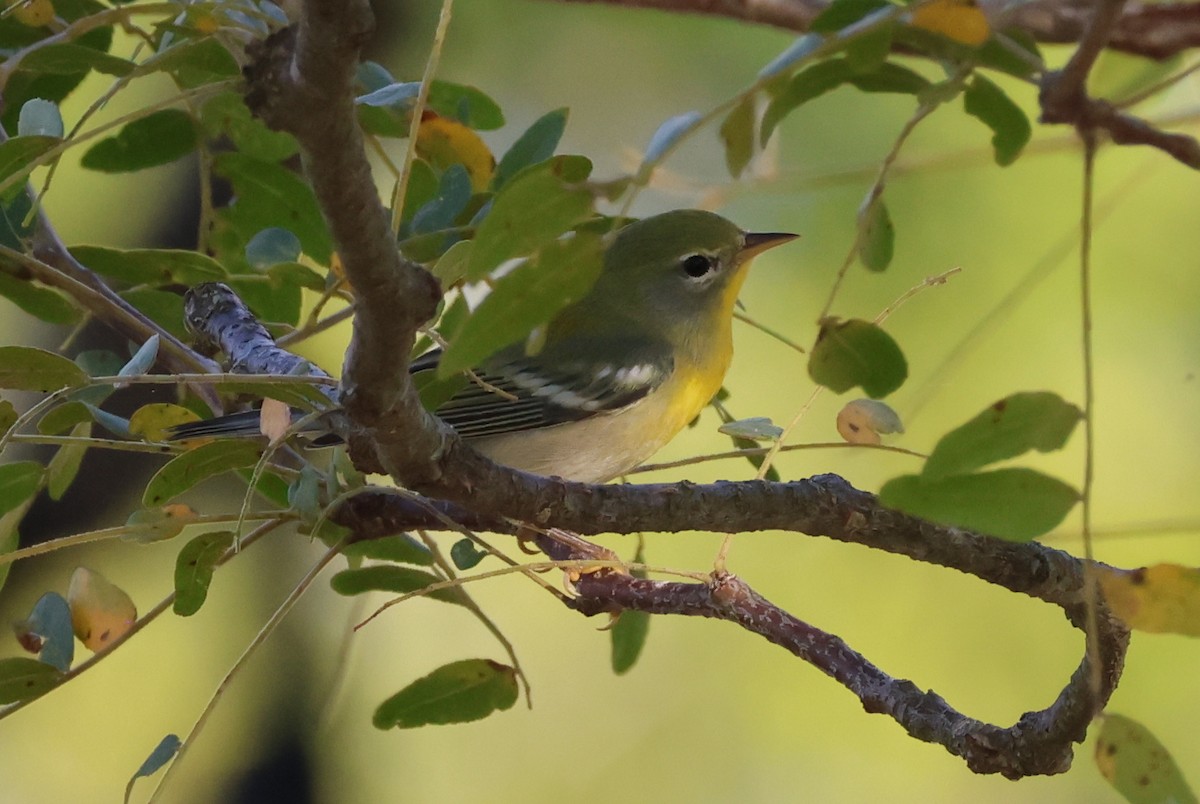 Northern Parula - ML635942065
