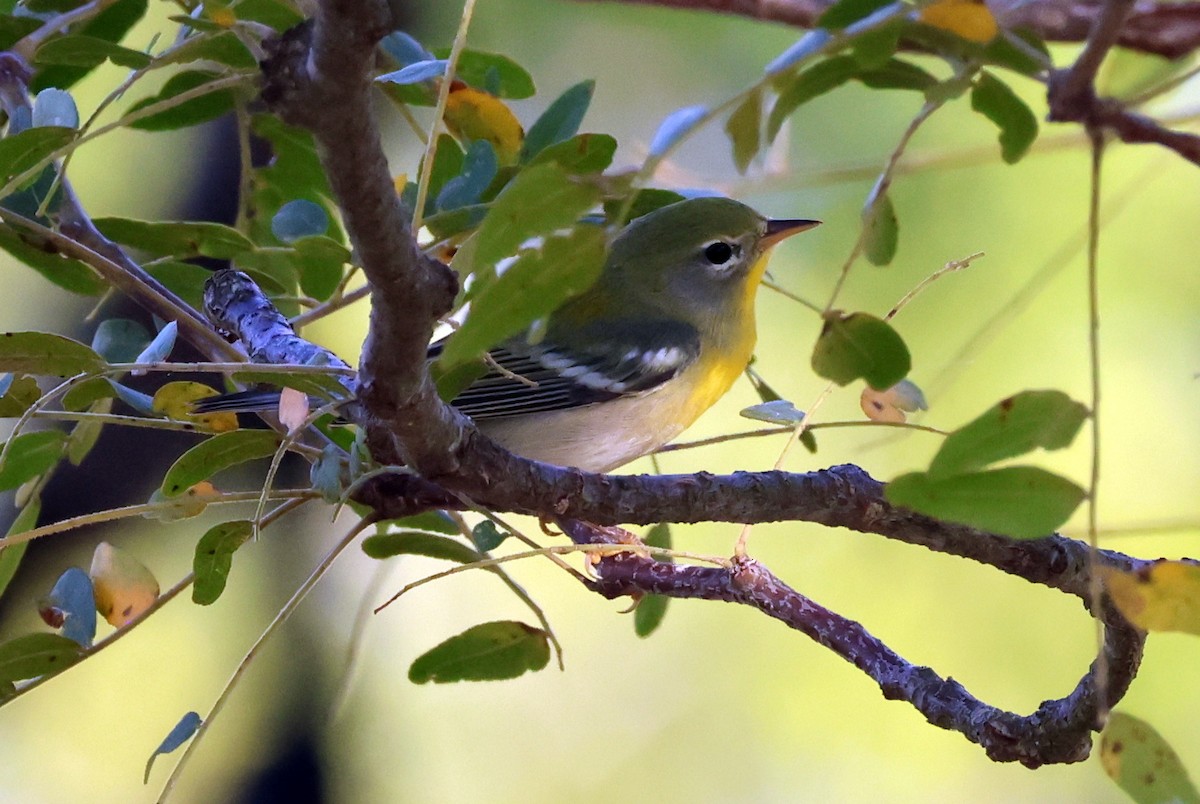 Northern Parula - ML635942066
