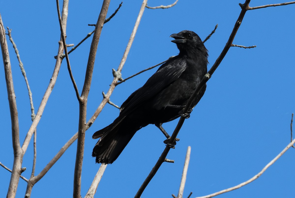 Fish Crow - ML635942118