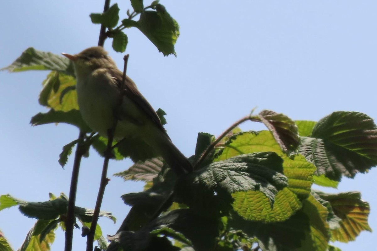 Melodious Warbler - ML635942239