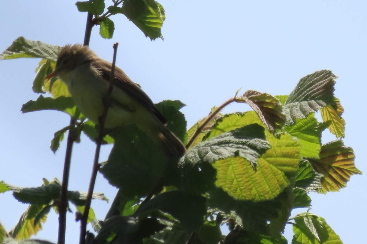 Melodious Warbler - ML635942240