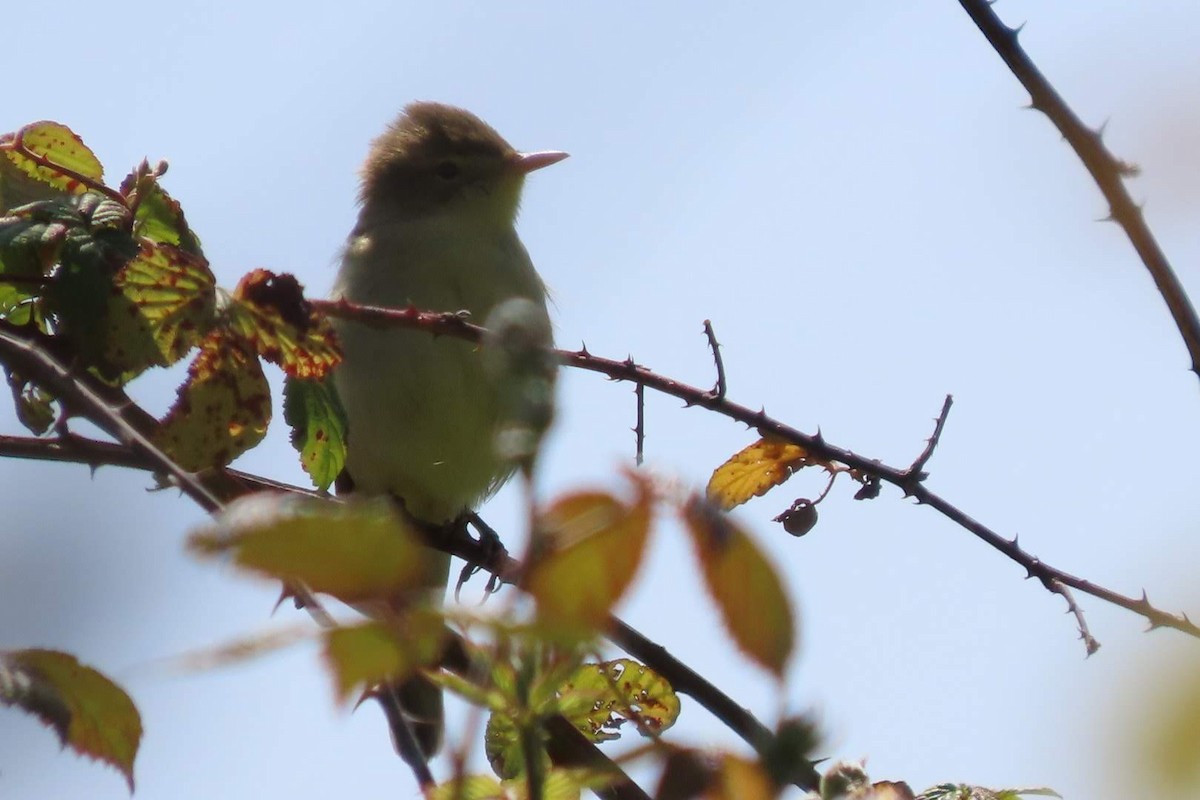 Melodious Warbler - ML635942241