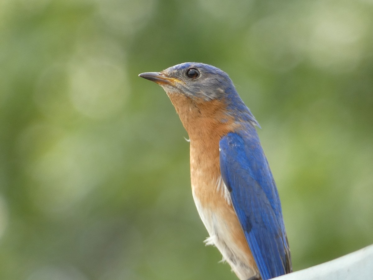 Eastern Bluebird - ML635942299