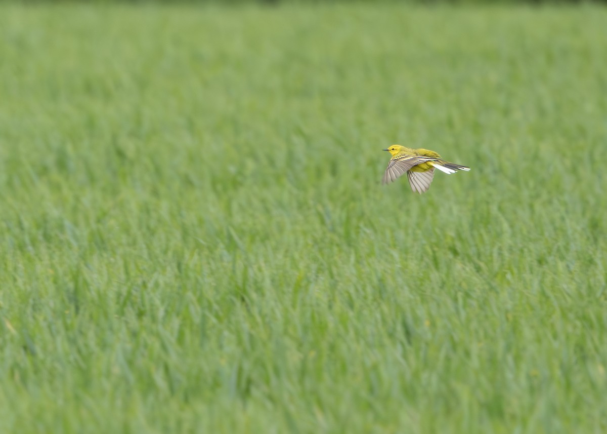 Western Yellow Wagtail (flavissima) - Nathaniel Dargue