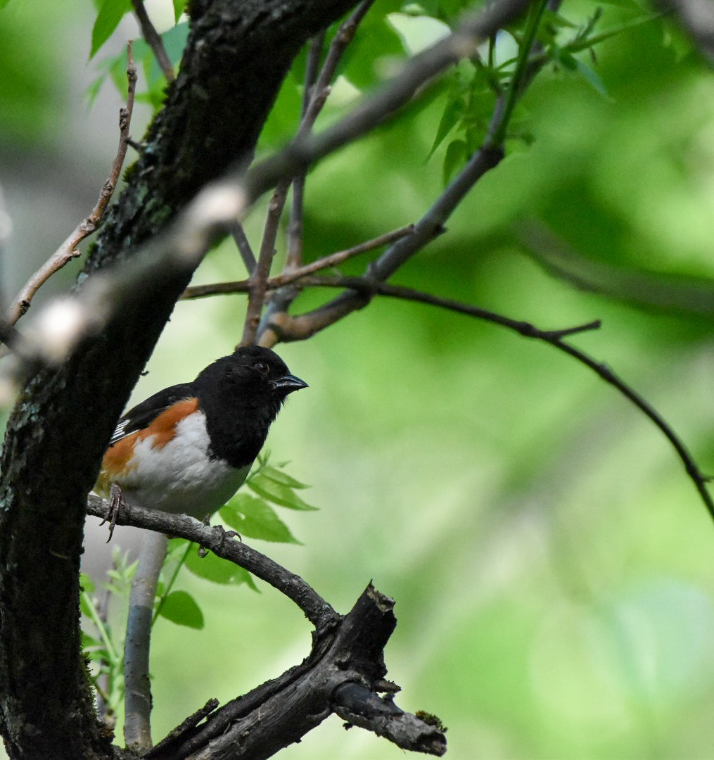 ワキアカトウヒチョウ - ML635942328