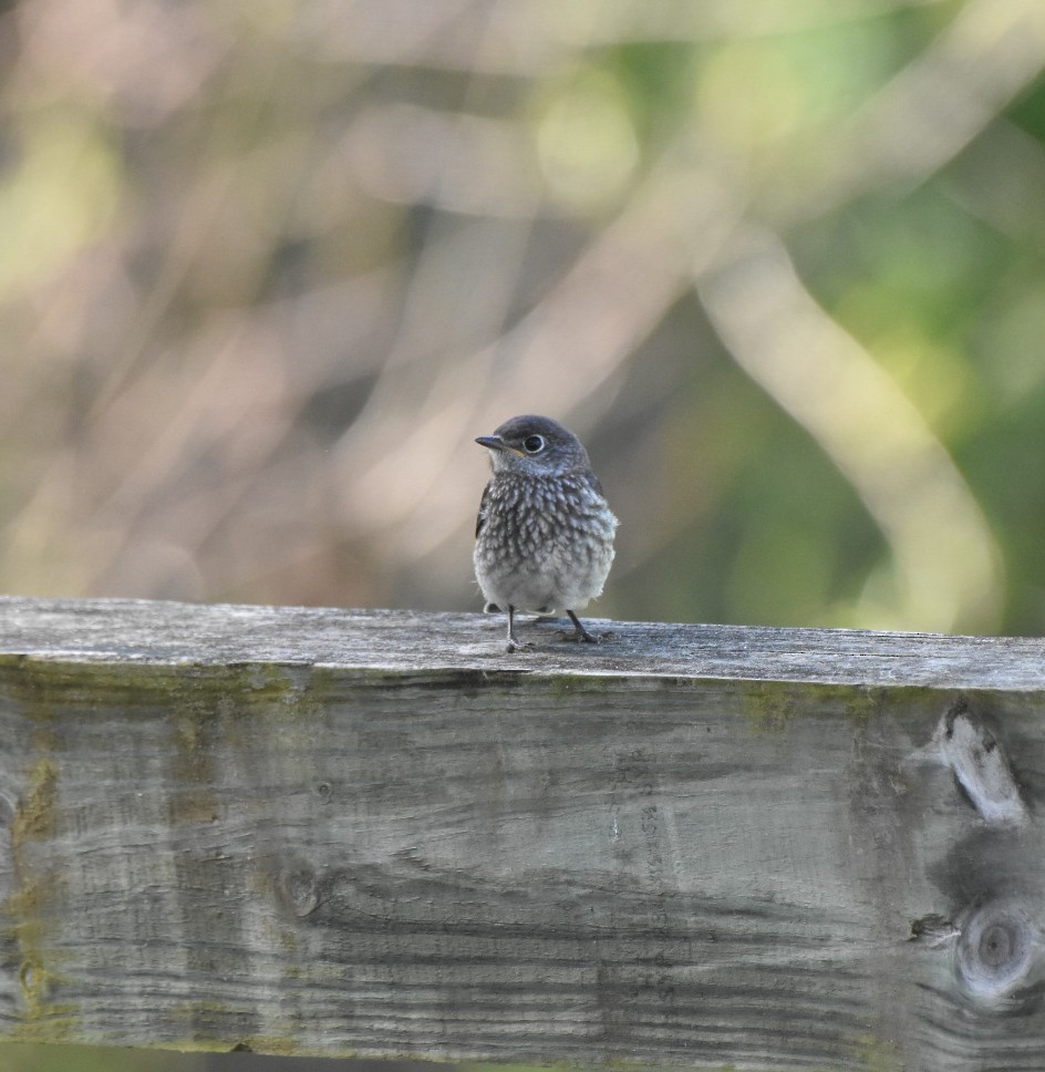 ルリツグミ - ML635942375