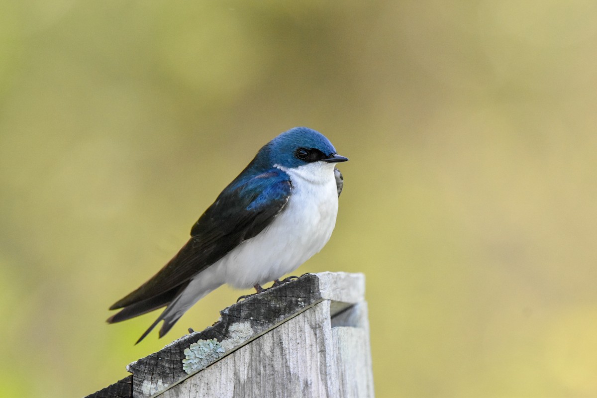 ミドリツバメ - ML635942395