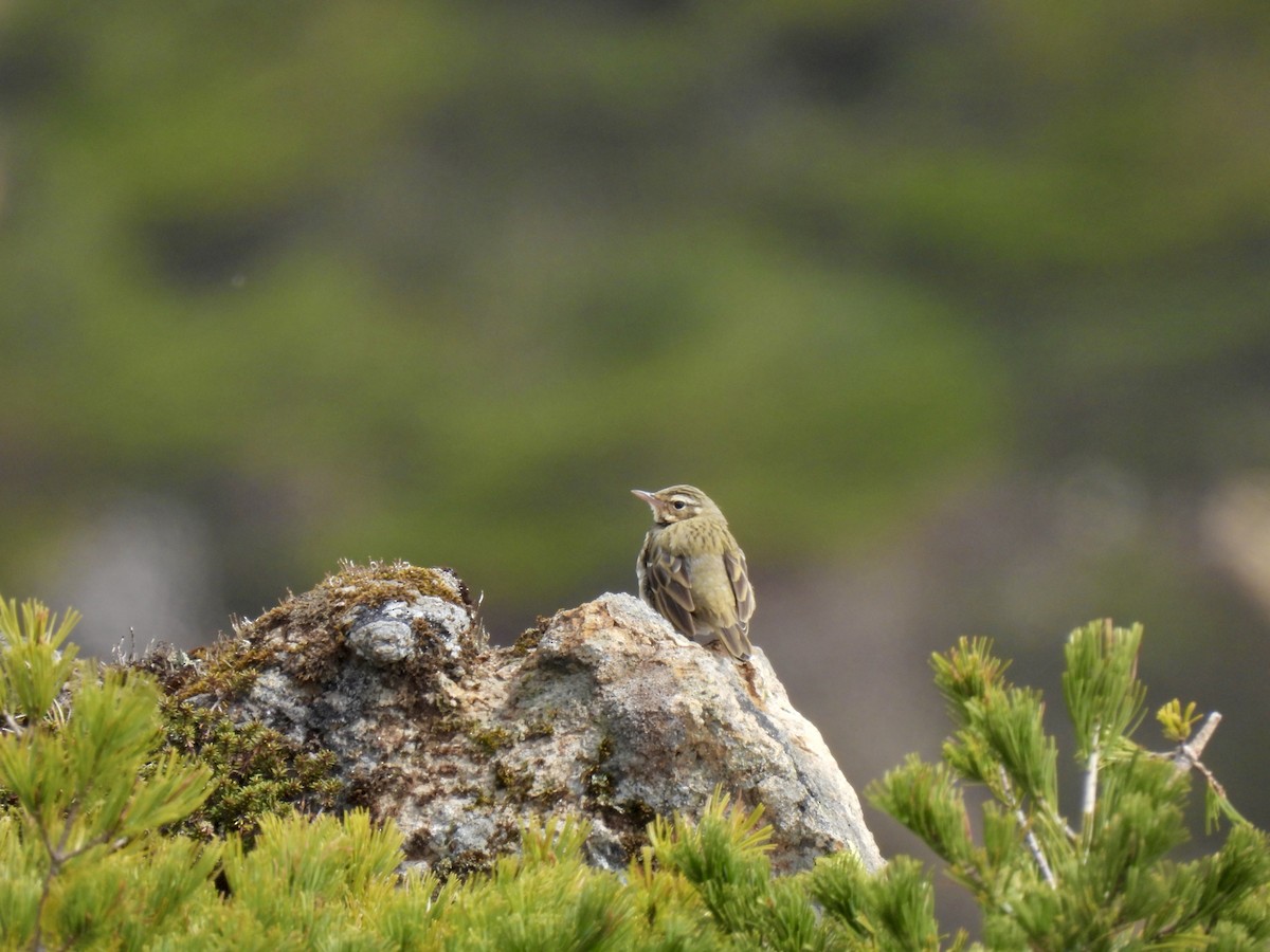 Prispolone indiano - ML635942402