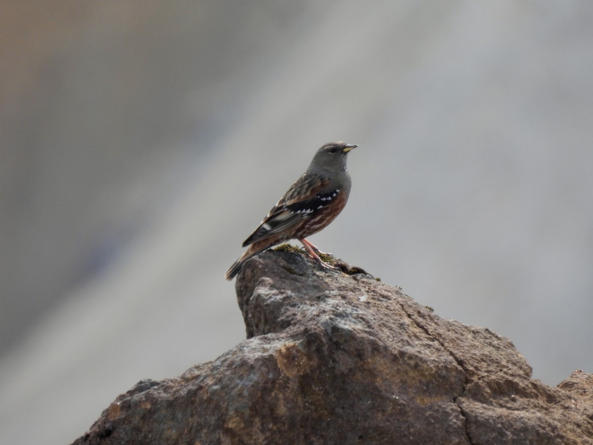 Sordone - ML635942456