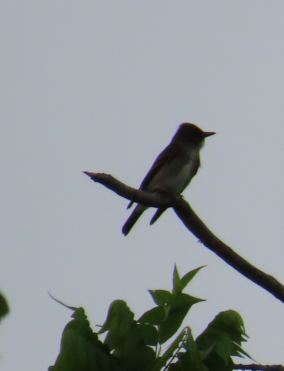 Pibí Boreal - ML635942472