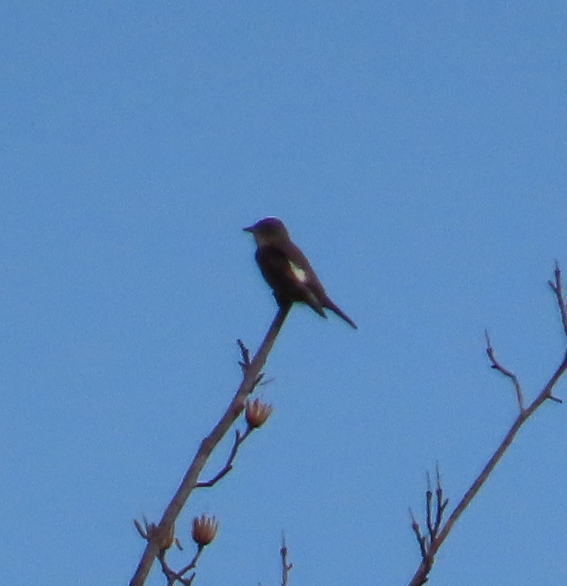 Pibí Boreal - ML635942473