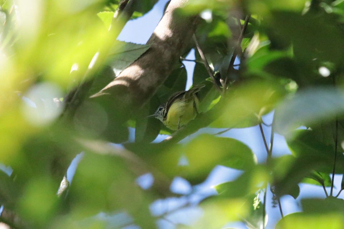 Streak-capped Antwren - ML635942489