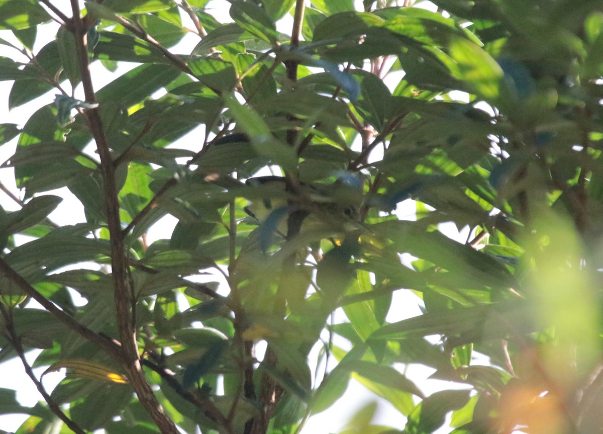 Streak-capped Antwren - ML635942490