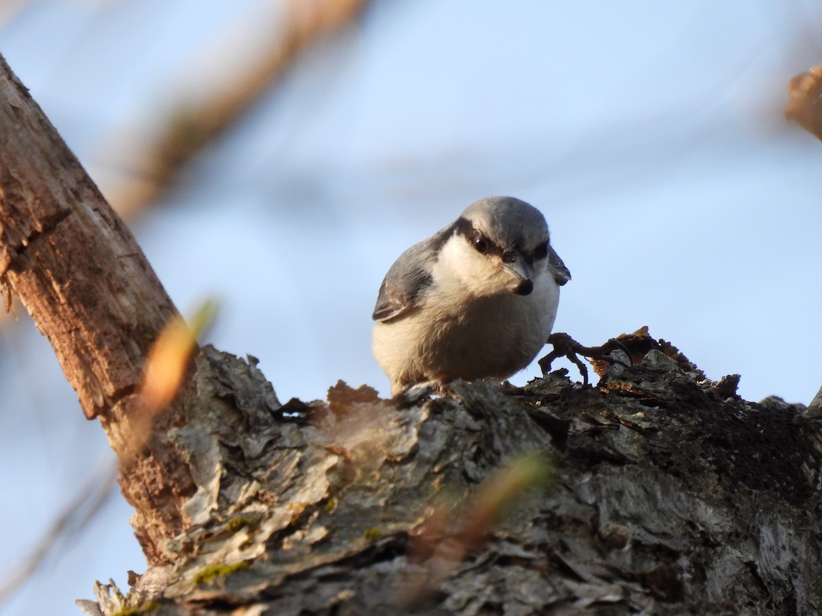 Picchio muratore - ML635942495