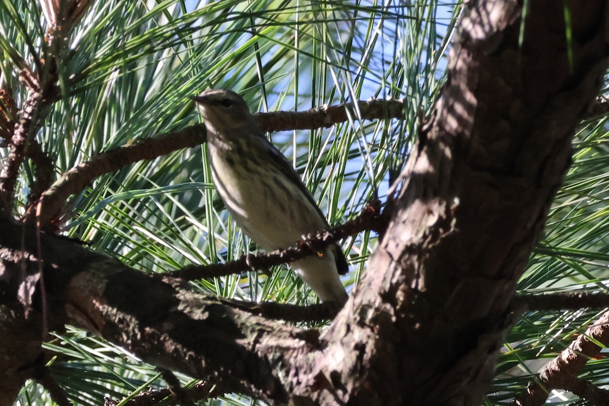 Cape May Warbler - ML635942521