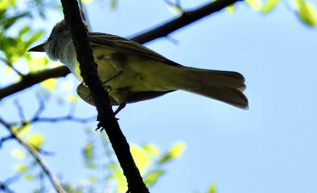 Great Crested Flycatcher - ML635942637