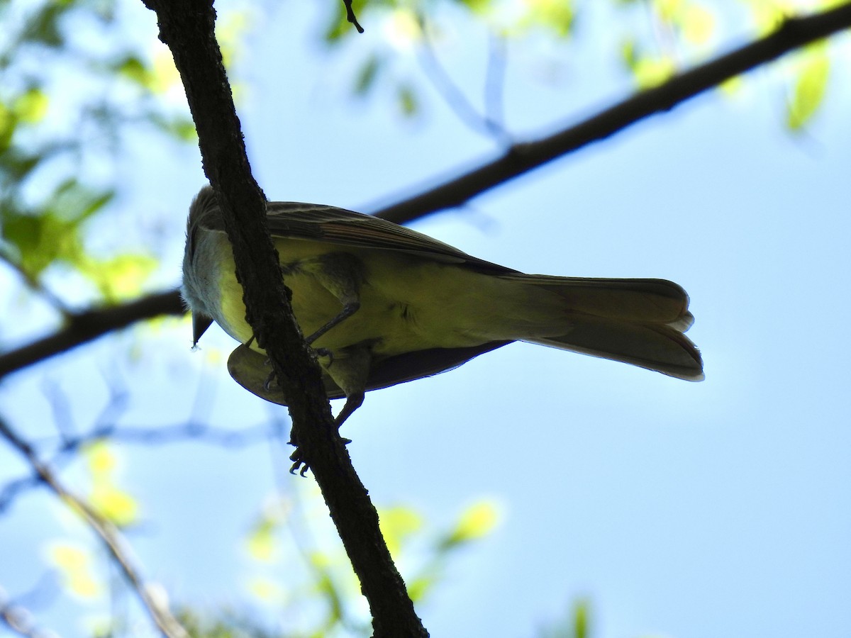 Great Crested Flycatcher - ML635942638