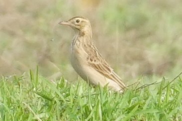 Richard's Pipit - ML635942741