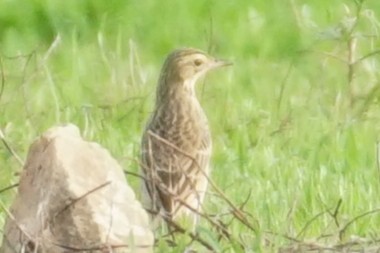 Richard's Pipit - ML635942742