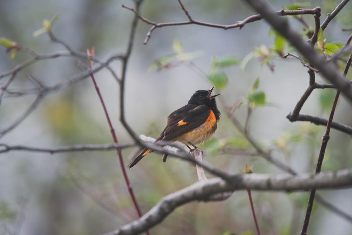 American Redstart - ML635942810