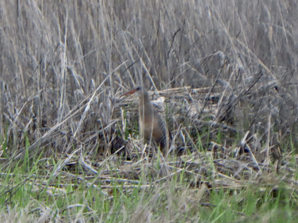 ヒガシオニクイナ（crepitans／waynei） - ML635942960