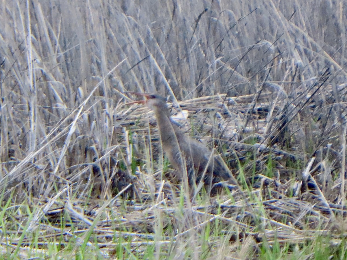 ヒガシオニクイナ（crepitans／waynei） - ML635942962