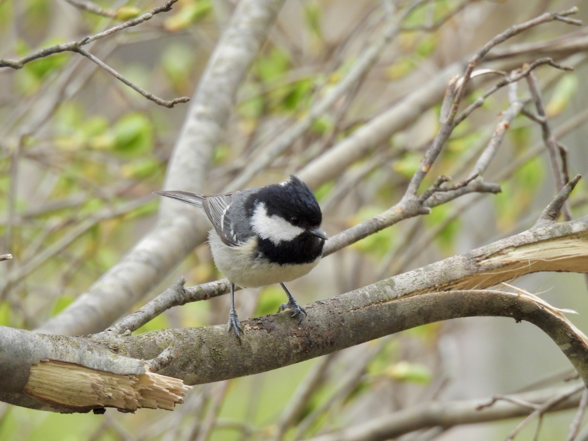 Cincia mora - ML635942965