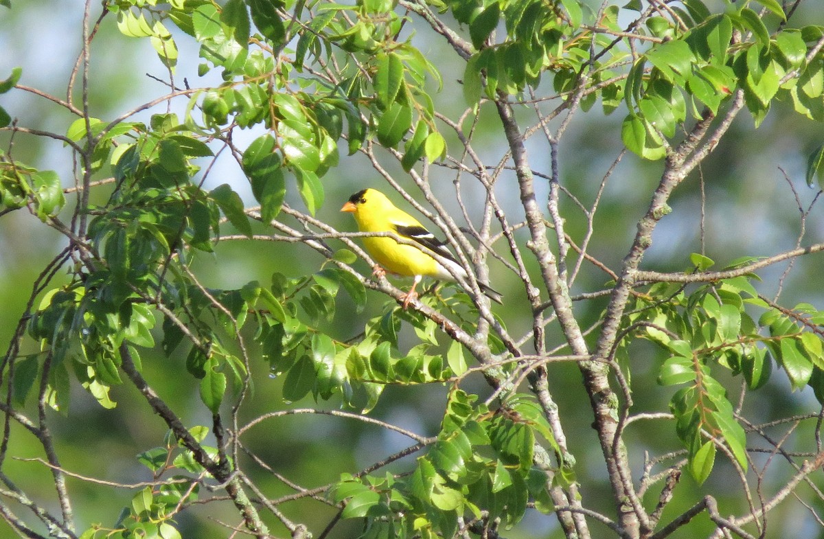 American Goldfinch - ML635943043
