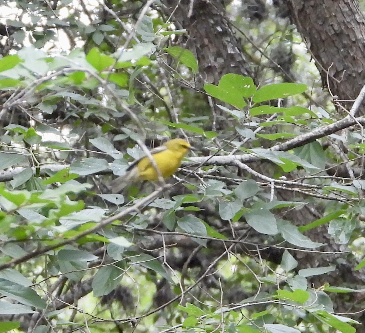 Blue-winged Warbler - ML635943047