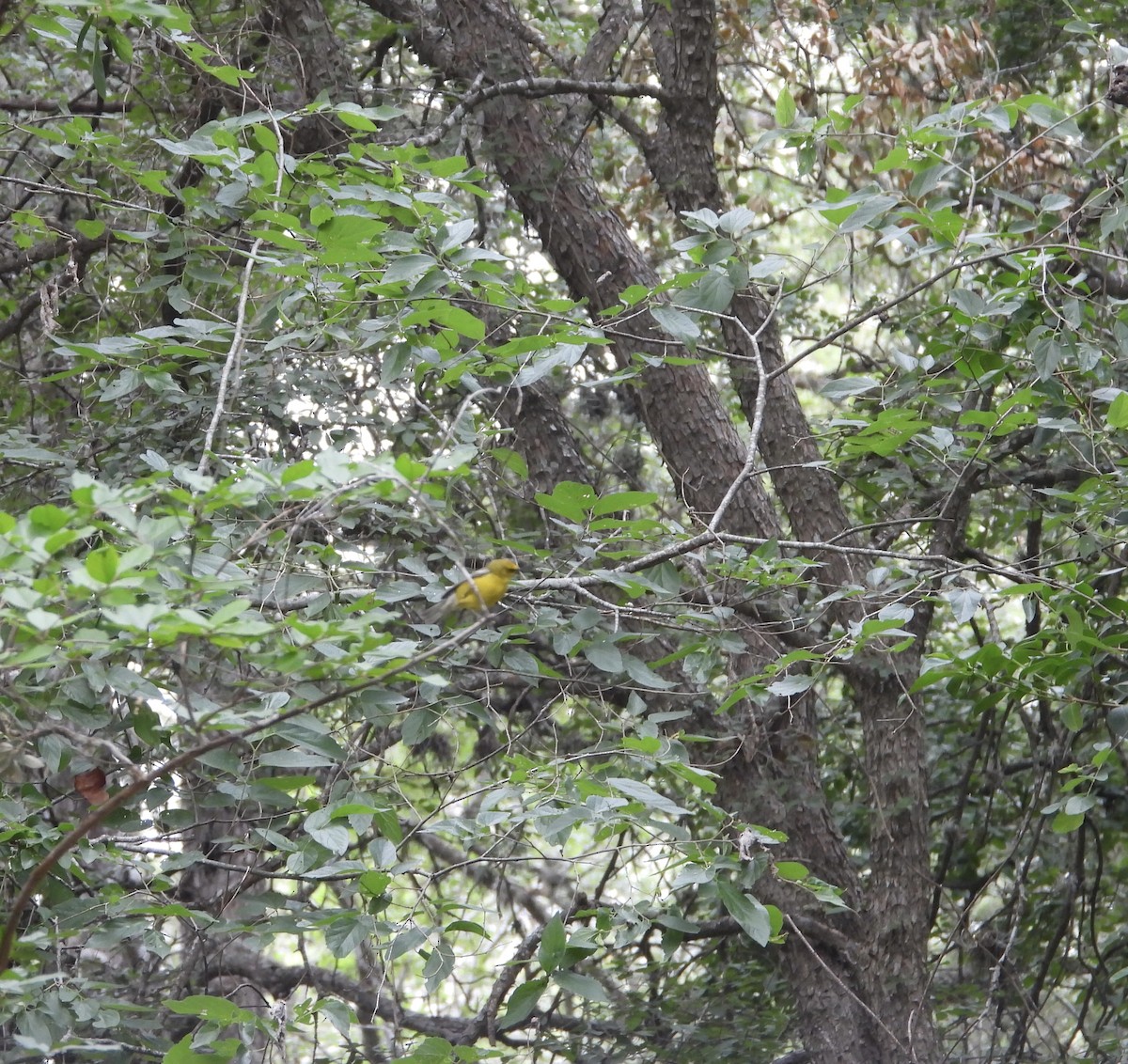 Blue-winged Warbler - ML635943048