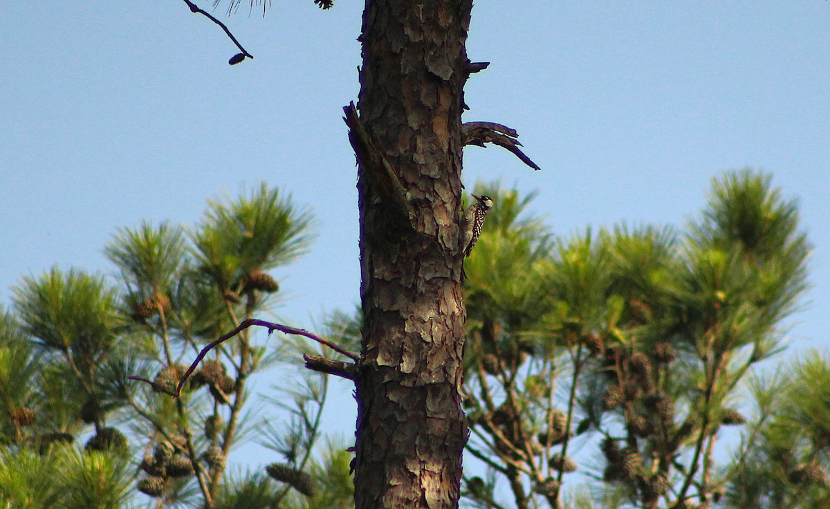 Red-cockaded Woodpecker - ML635943135