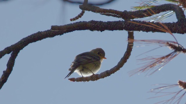 Buff-breasted Flycatcher - ML635943157