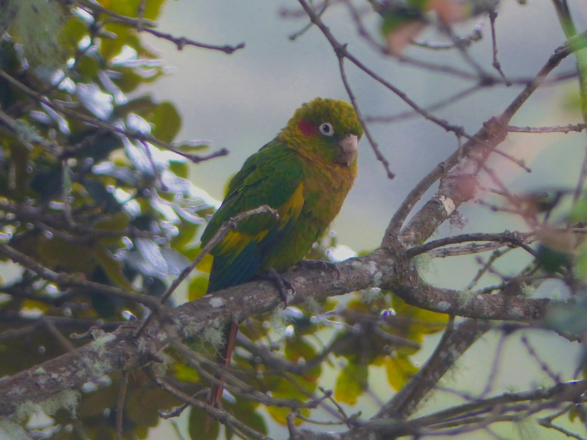 Sulphur-winged Parakeet - ML635943177