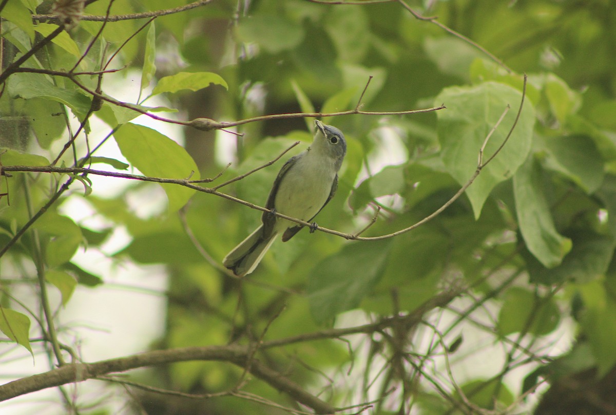 Blue-gray Gnatcatcher - ML635943187