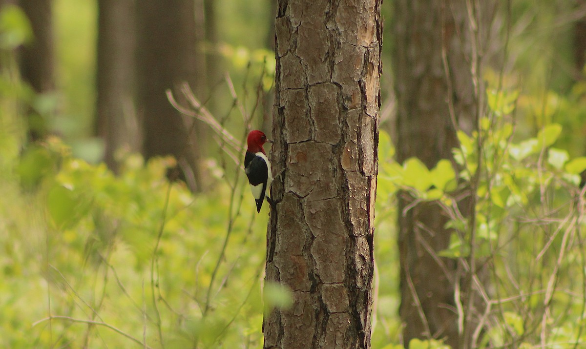 Red-headed Woodpecker - ML635943223