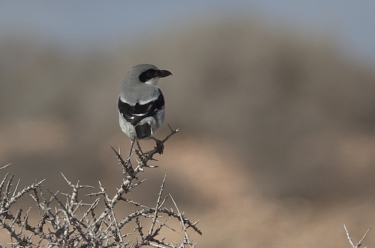 Great Gray Shrike - ML635943297