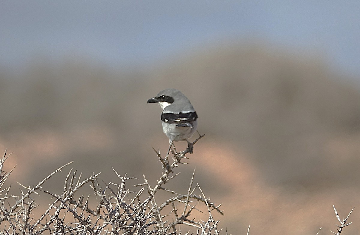 Great Gray Shrike - ML635943298