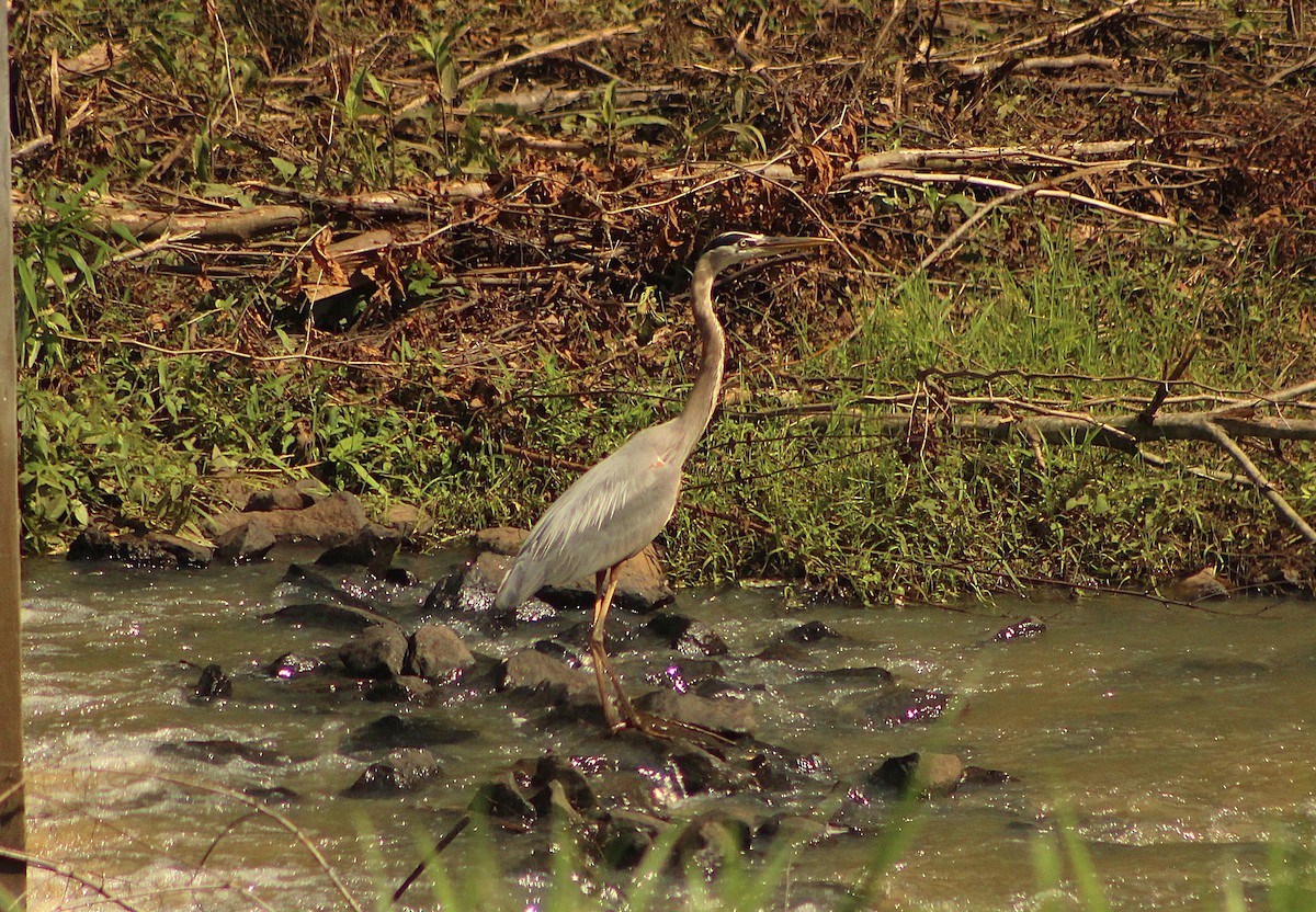 Great Blue Heron - ML635943323