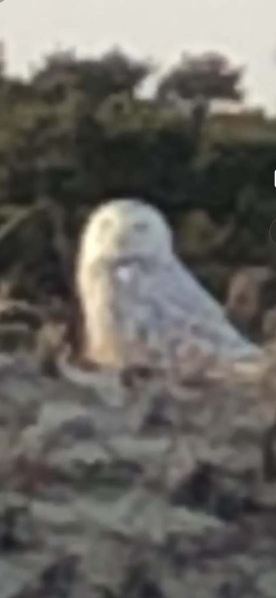 Snowy Owl - ML635943331