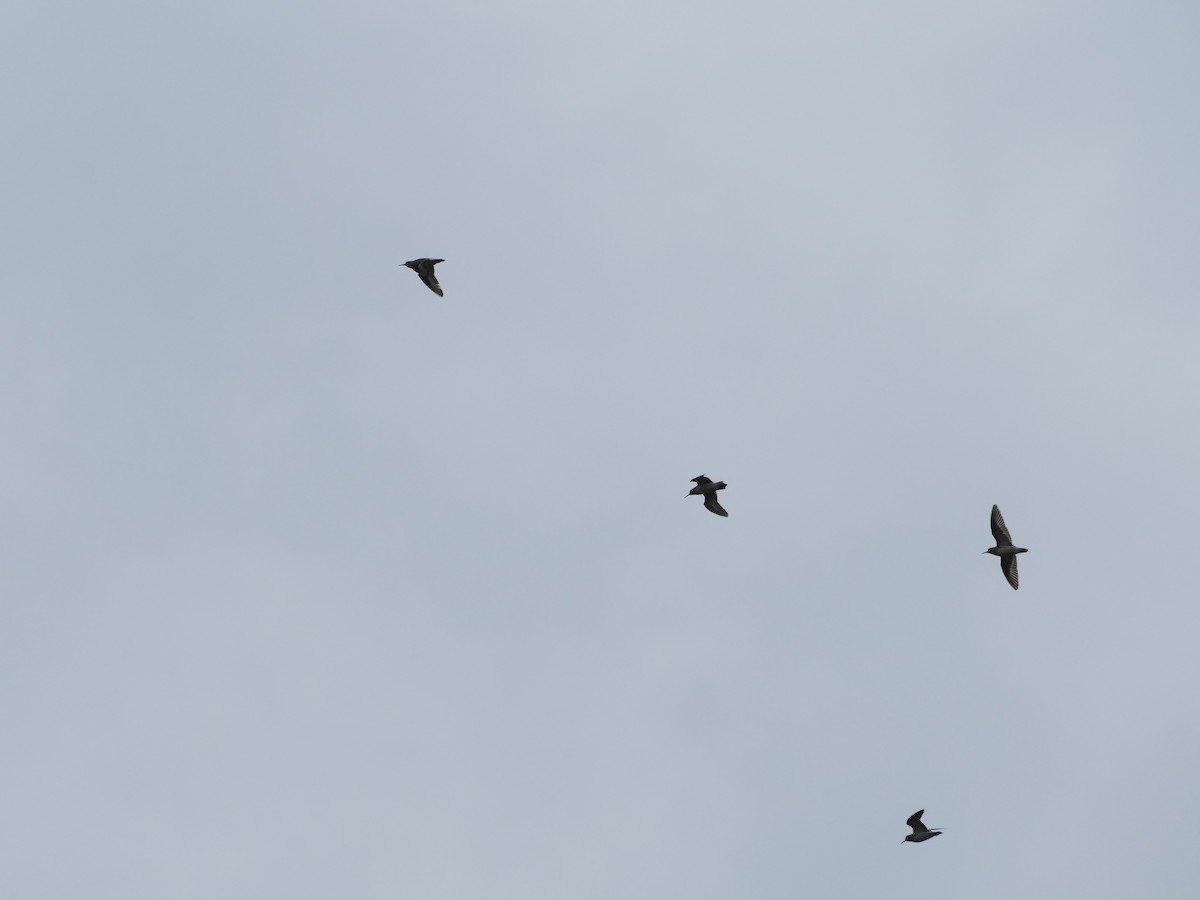 Least Sandpiper - ML635943353