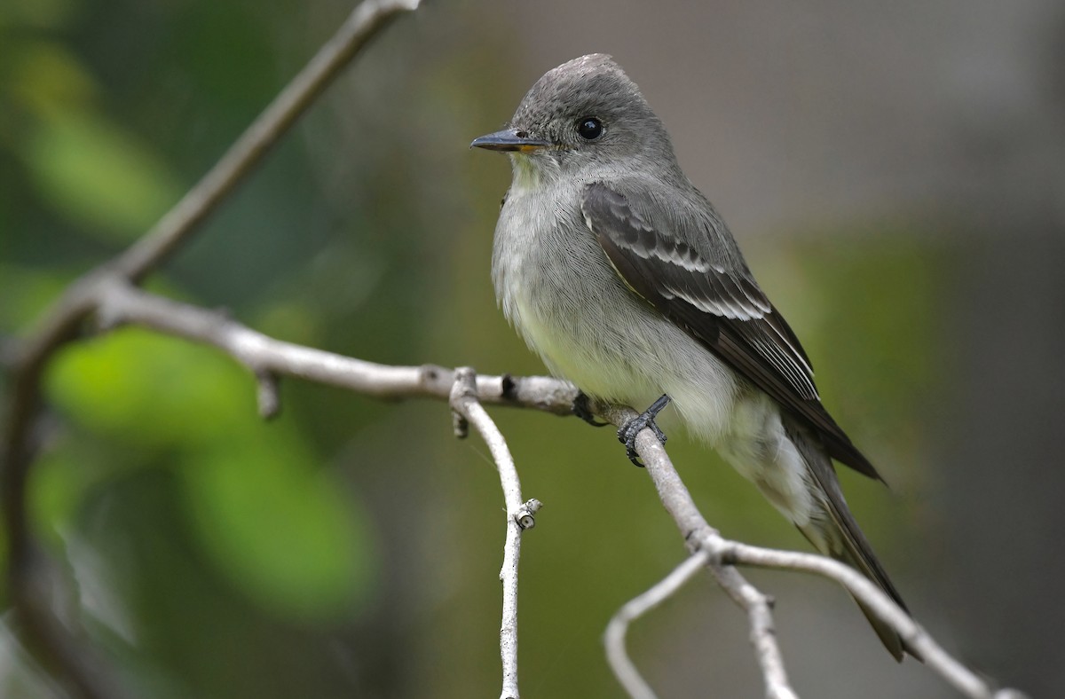 Western Wood-Pewee - ML635943395