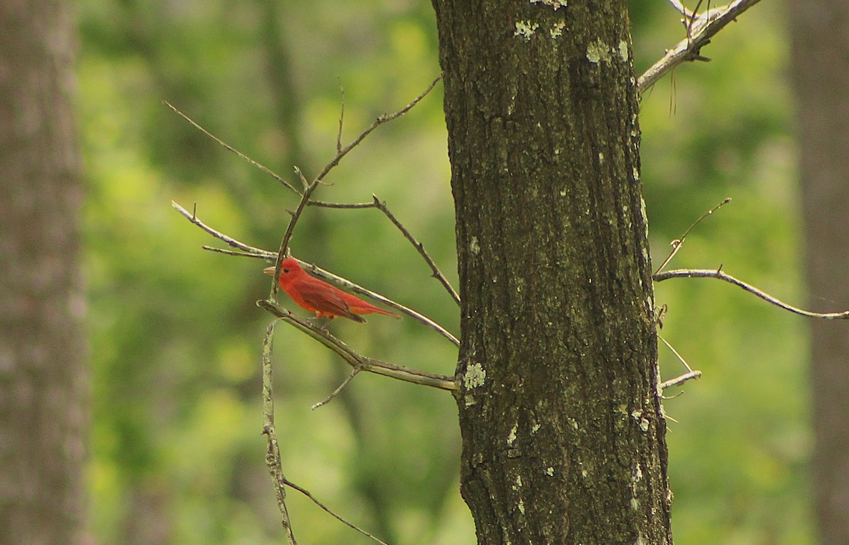 Summer Tanager - ML635943516