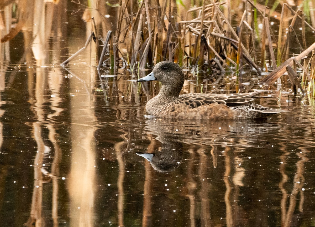 American Wigeon - ML635943642
