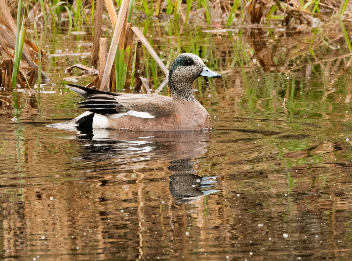 American Wigeon - ML635943643