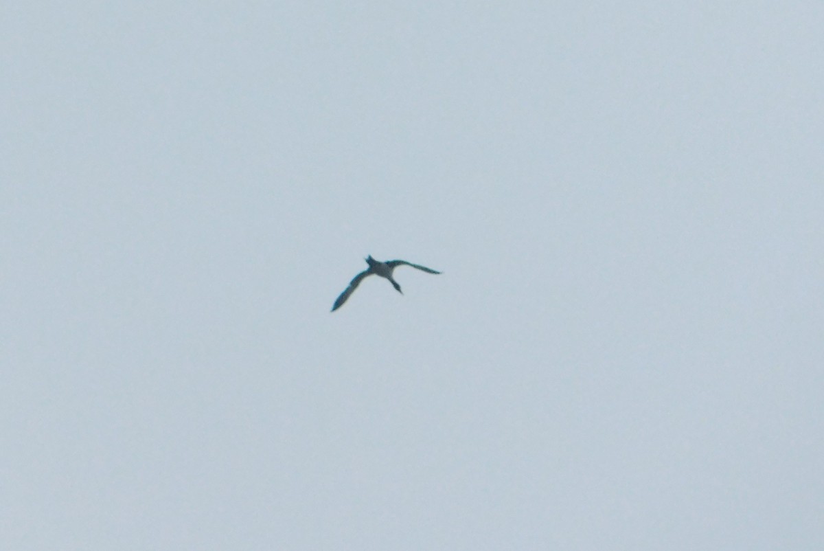 Common Loon - ML635943653