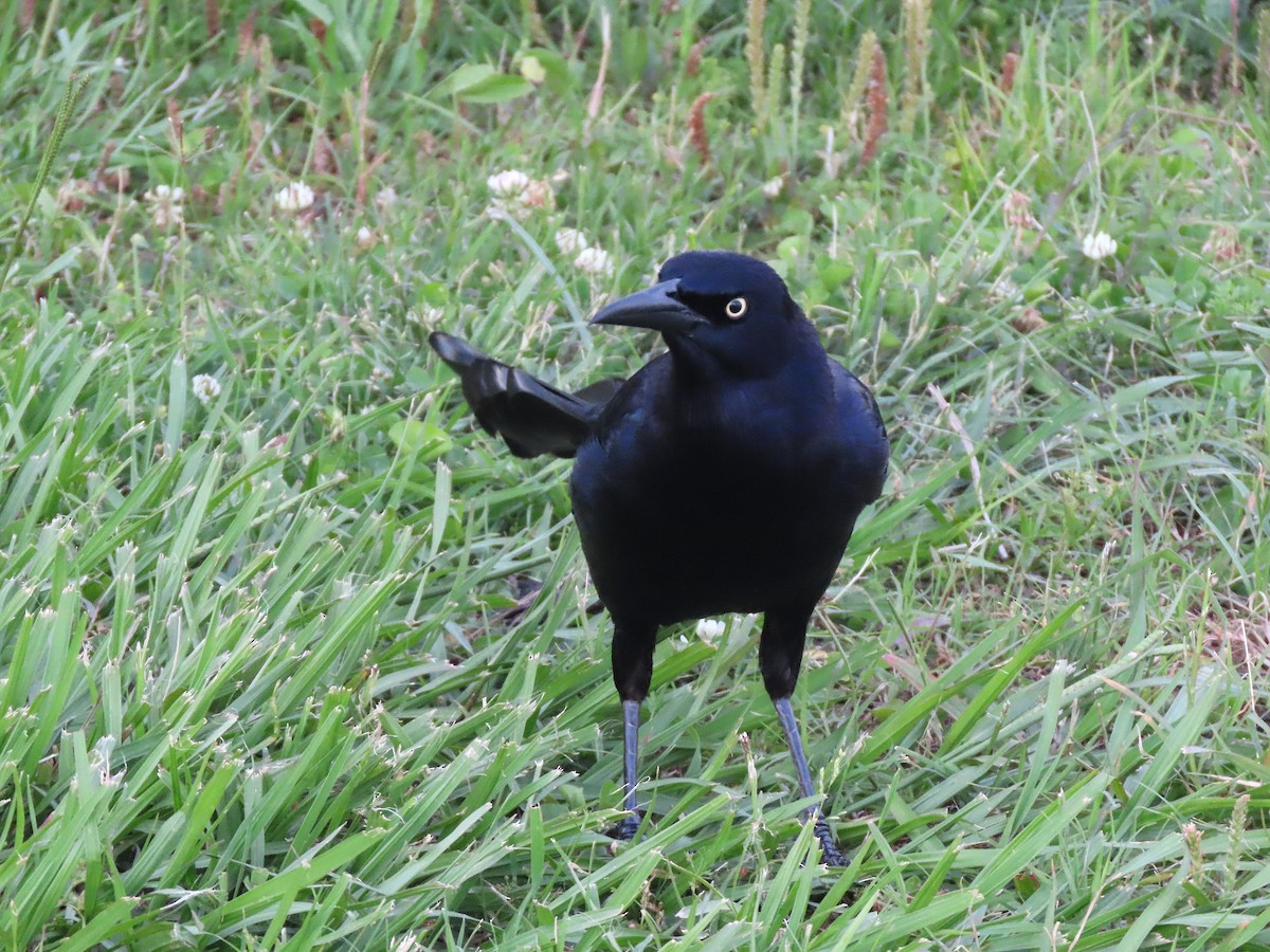 Great-tailed Grackle - ML635943667