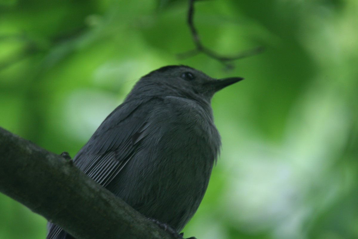 Кошачий пересмешник - ML635943700