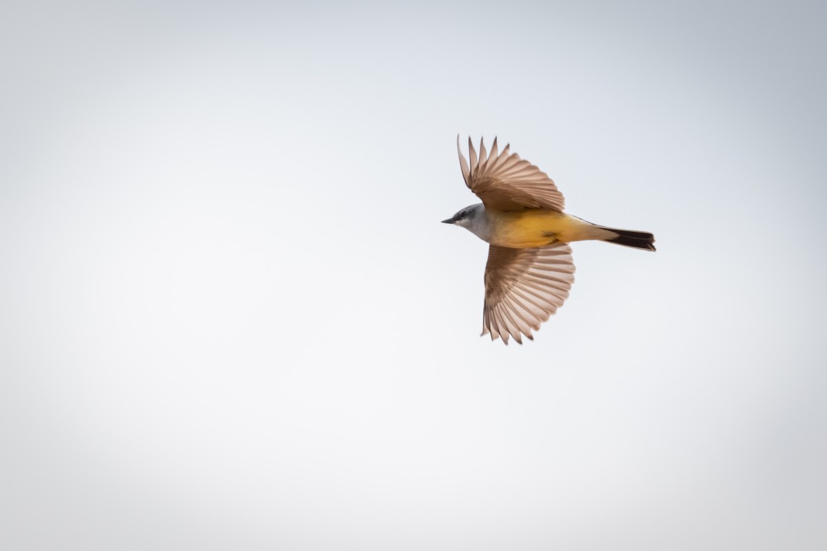 Western Kingbird - ML635943758